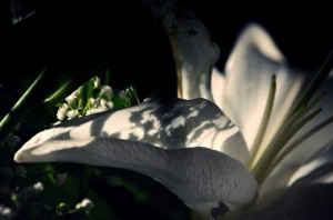 photo by Fern