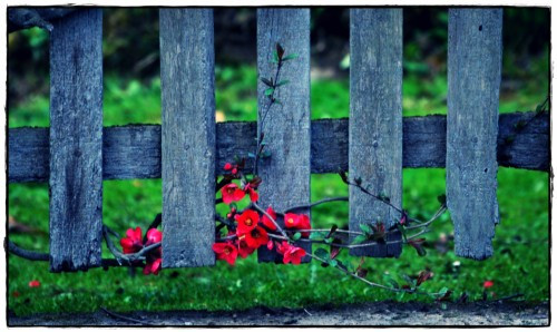 fence