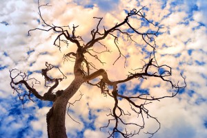 Dying tree in the sunset