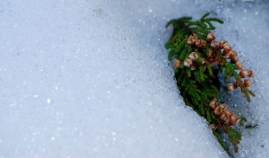 Yoga is a beautiful gift for Christmas and for life