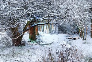 snow and stillness