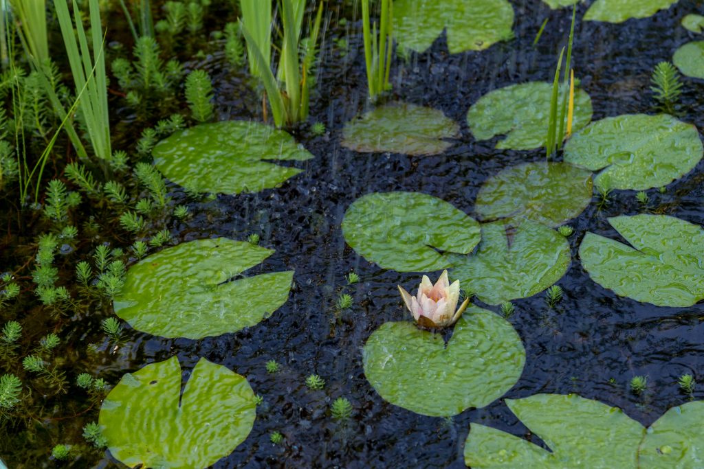 RAIN meditation